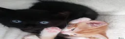 Mixed Breed cats for sale: 2 girl mixed breed beautiful kittens in Bournemouth - Advert 4