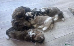 Lhasa Apso dogs for sale: 6 beautiful Lhasa Apso puppies - Image 13