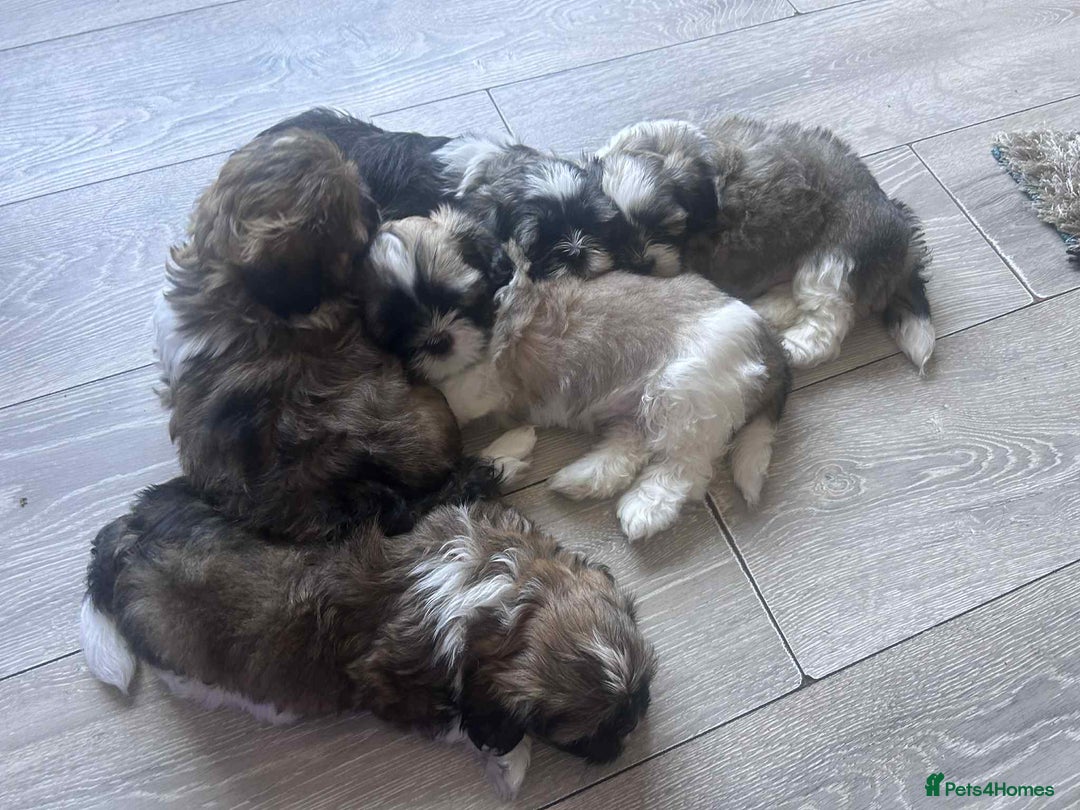 Lhasa Apso dogs for sale: 6 beautiful Lhasa Apso puppies - Image 13