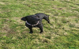 Labrador Retriever dogs for sale: Calm & gentle black 10wk old boy & girl - working - Image 7