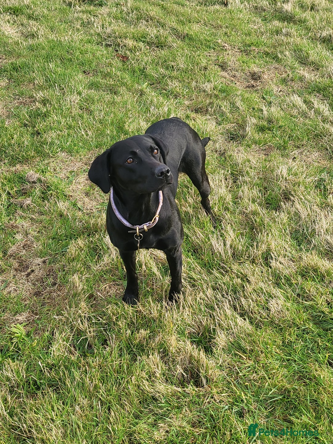 Labrador Retriever dogs for sale: Calm & gentle black 10wk old boy & girl - working - Image 7
