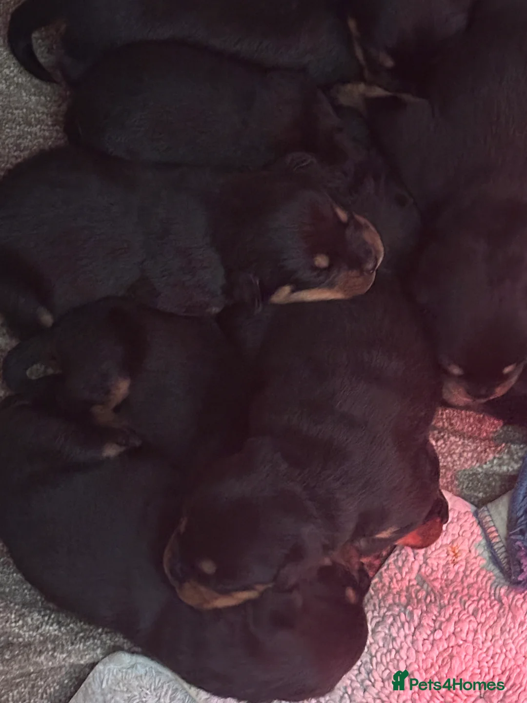 Rottweiler dogs for sale: Beautiful Rottweiler puppies  - Advert 16