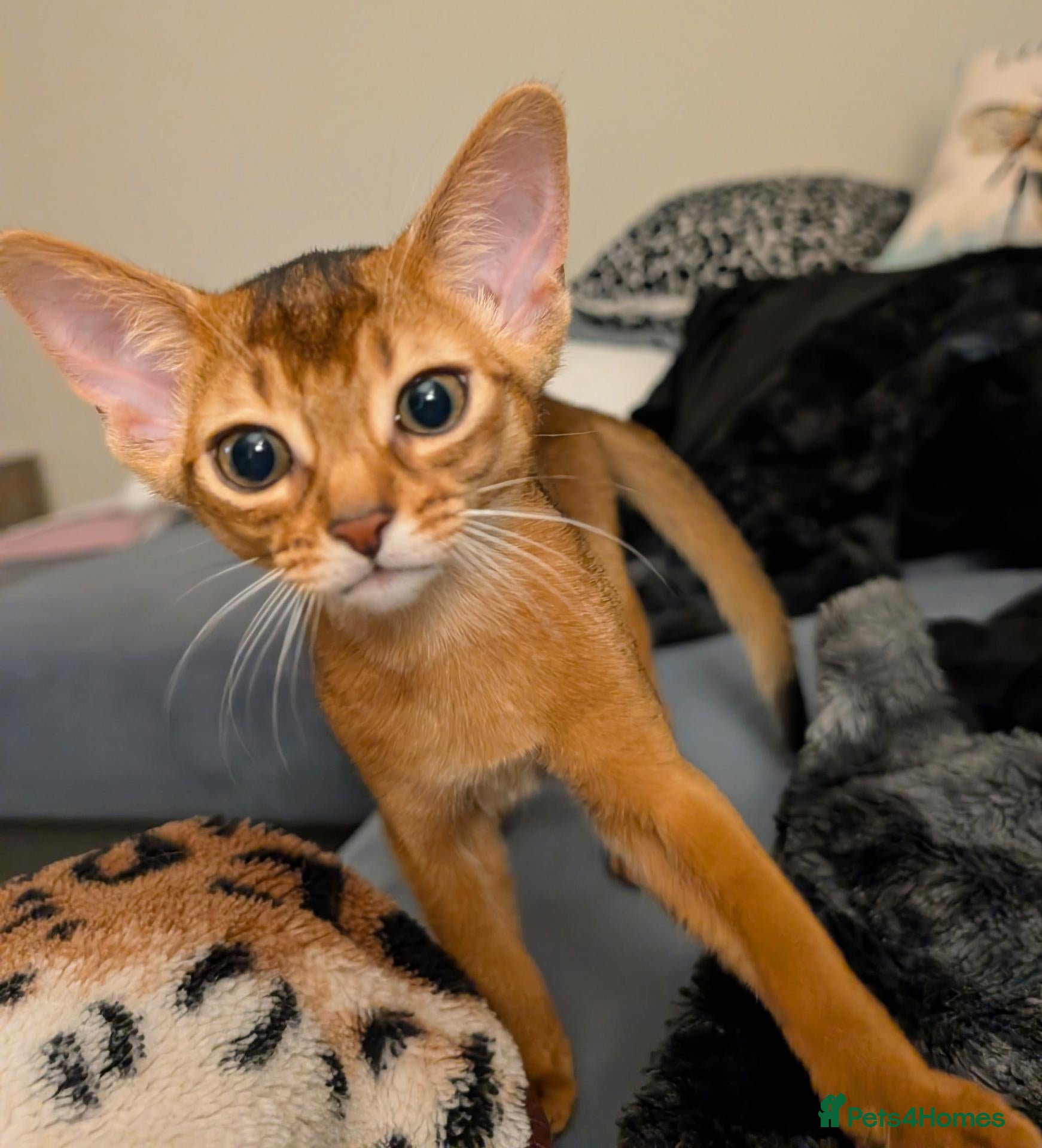 Abyssinian cats for sale: 🩷Girls 🩷 Show class kittens 🐾 - Advert 17