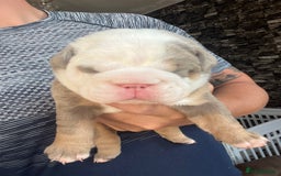 English Bulldog dogs for sale: English bulldog bible John lines  - Image 5