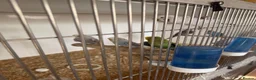 Budgerigars birds for sale: Lots of budgies - Advert 3
