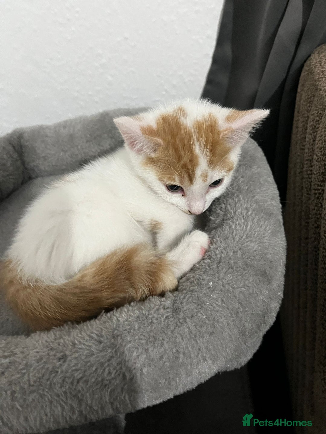 Mixed Breed cats for sale: orange and white kitten for sale  - Image 16