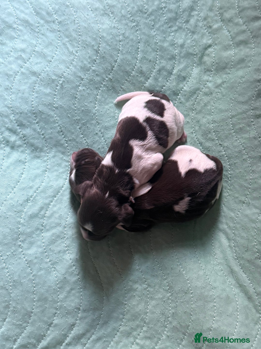 English Springer Spaniel dogs for sale: English Springer Spaniel Puppies - Advert 6