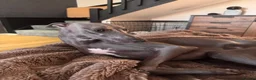 Whippet dogs for sale: Male blue whippet 1 year - Advert 2