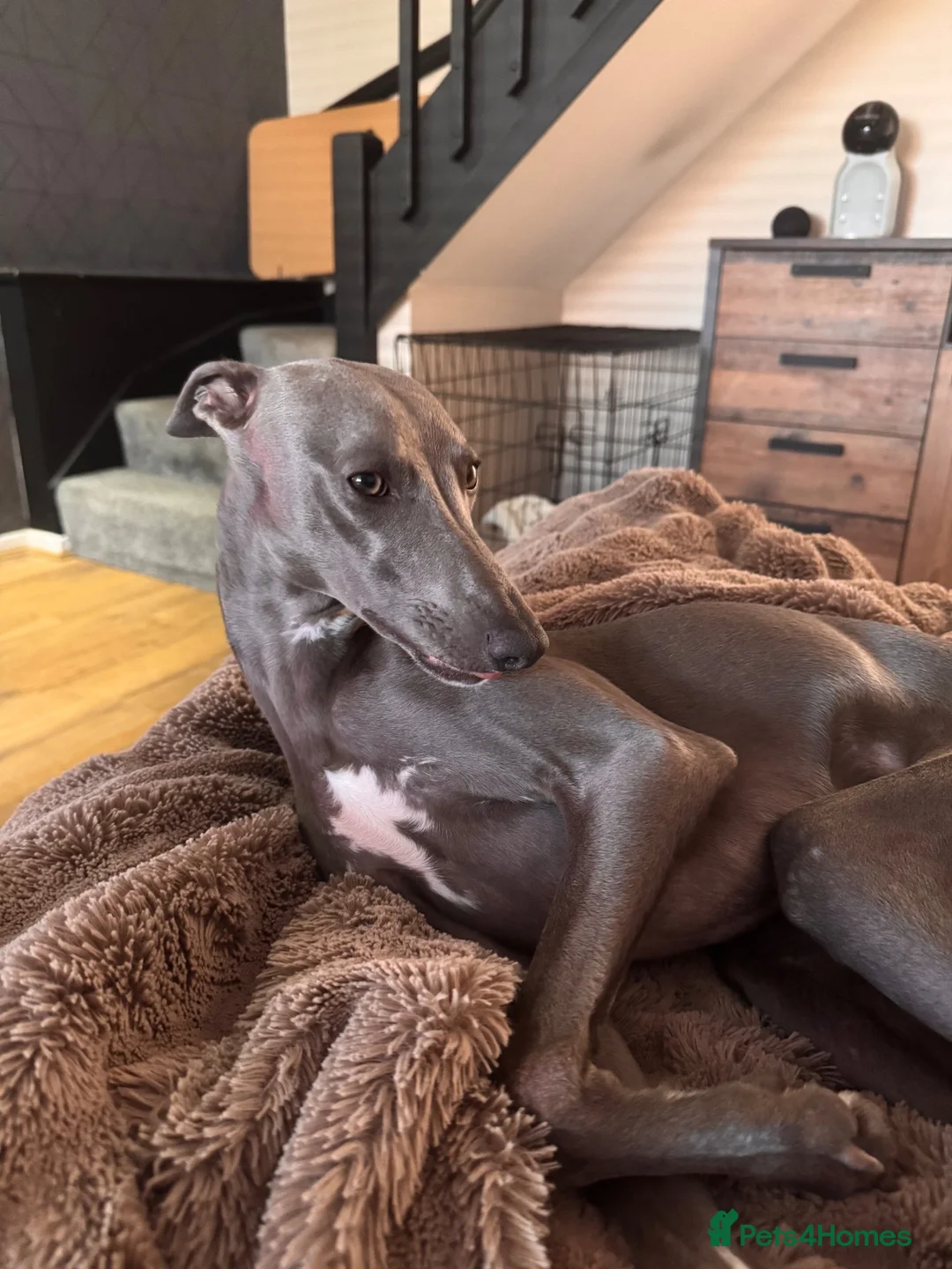 Whippet dogs for sale: Male blue whippet 1 year - Advert 2