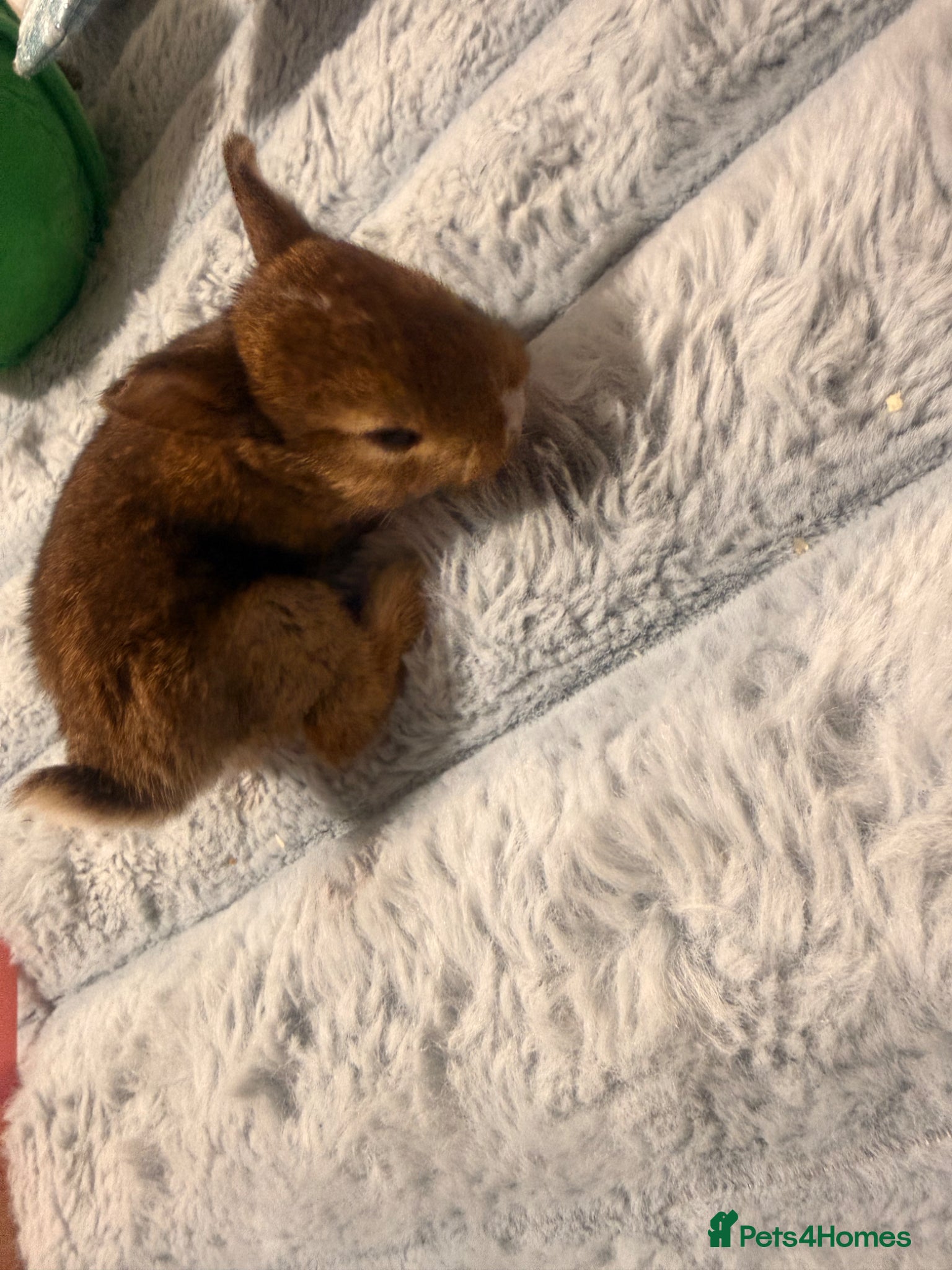 Mixed Breed rabbits for sale: Bunnies for sale - Advert 7