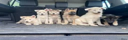 Mixed Breed dogs for sale: German Shepherd X Akita Pups - Advert 7