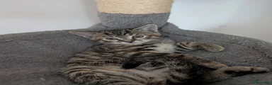 Nala 