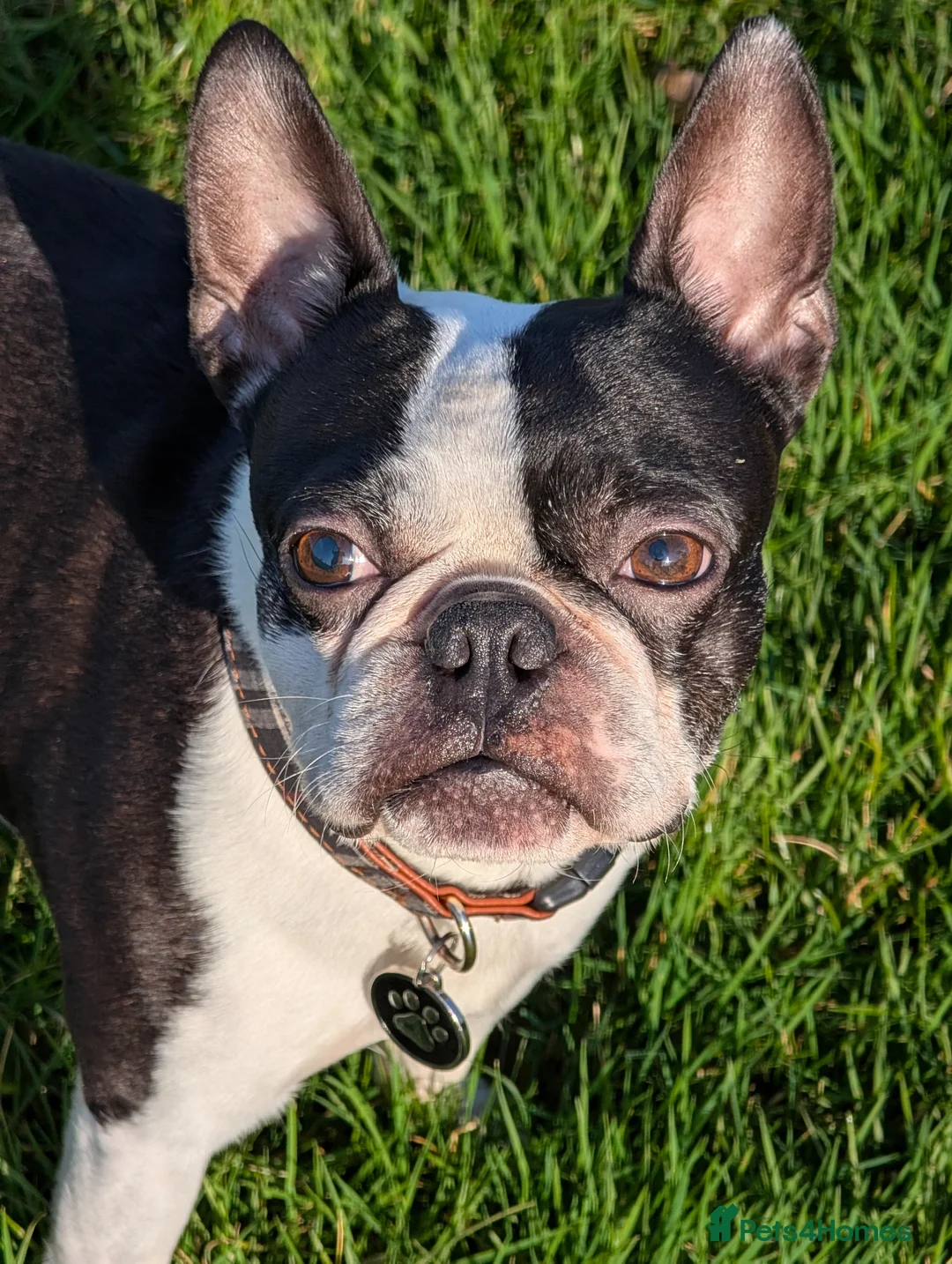 Boston Terrier dogs for stud: Harley - Boston Terrier - 7 Years Old in Stockton-on-Tees - Advert 19