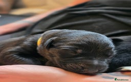 Mixed Breed dogs for sale: Sheprador Puppies - Image 14