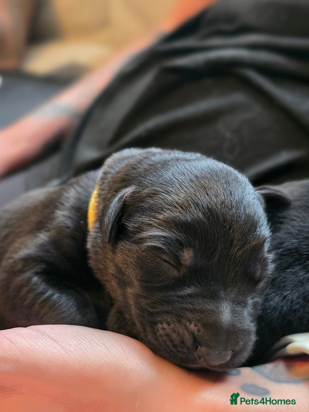 Mixed Breed dogs for sale: Sheprador Puppies - Image 14