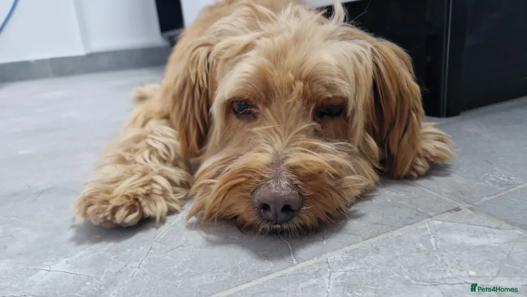 Mixed Breed dogs for adoption: TEDDY💙🐾 in Hengoed - Advert 2