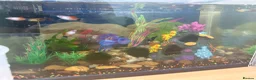 Other/Mixed Breed fish for sale: 3 tanks of fish  in Nottingham - Advert 3