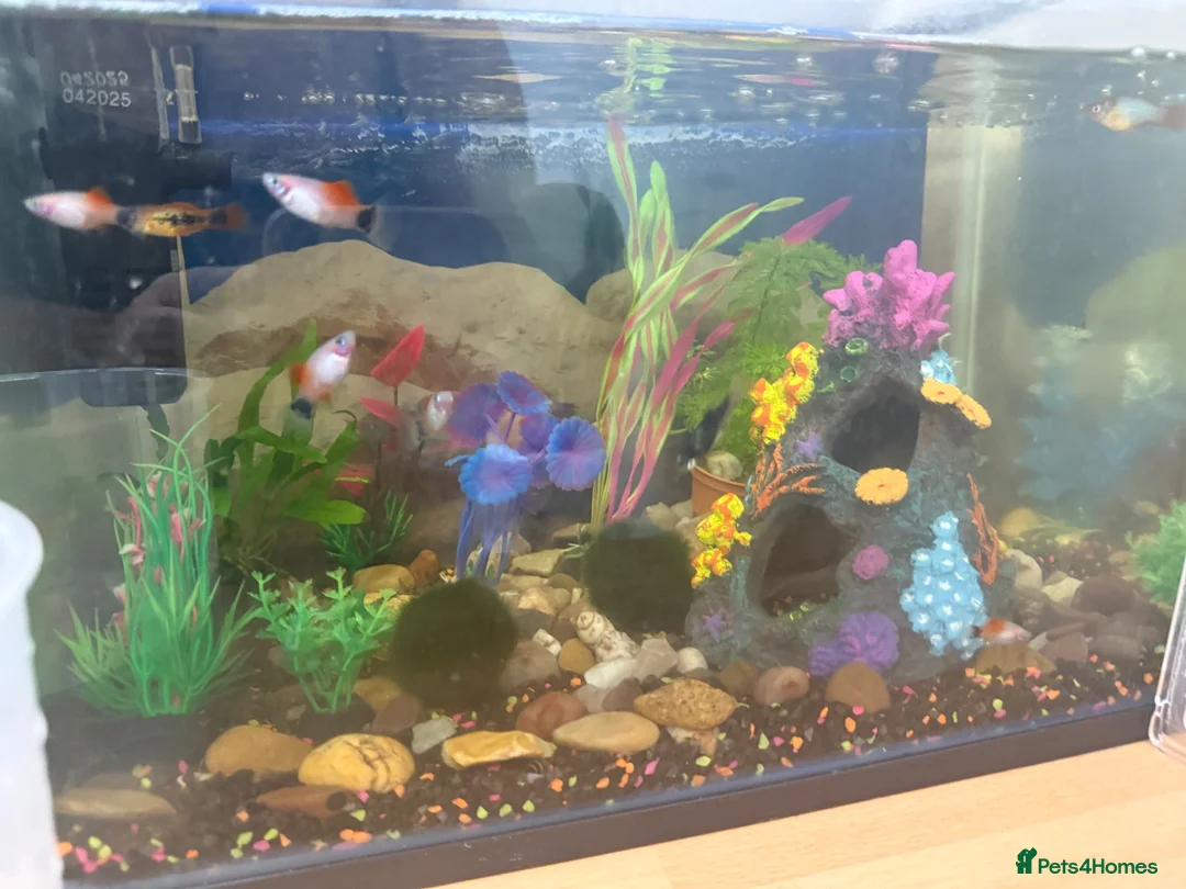 Other/Mixed Breed fish for sale: 3 tanks of fish  in Nottingham - Advert 3