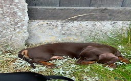 Dachshund dogs for sale: Stunning Miniature Dachshounds  - Image 13