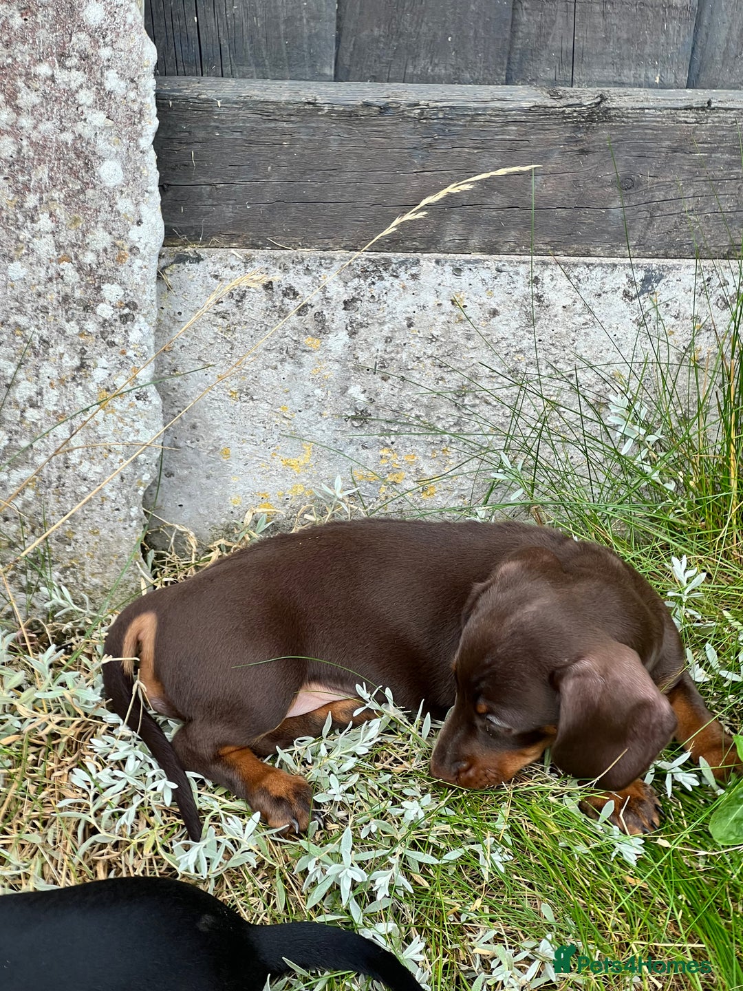 Dachshund dogs for sale: Stunning Miniature Dachshounds  - Image 13