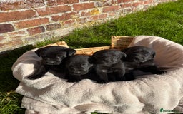 Labrador Retriever dogs for sale: Stunning Black Labrador Puppies KC Parents  - Image 7
