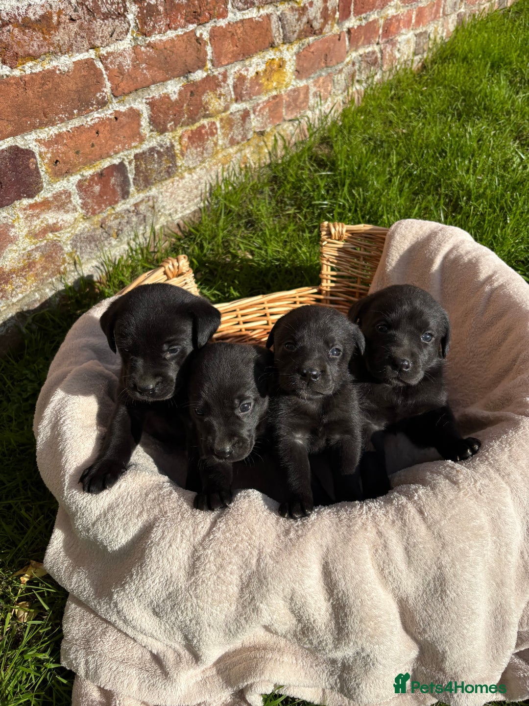 Labrador Retriever dogs for sale: Stunning Black Labrador Puppies KC Parents  - Image 7