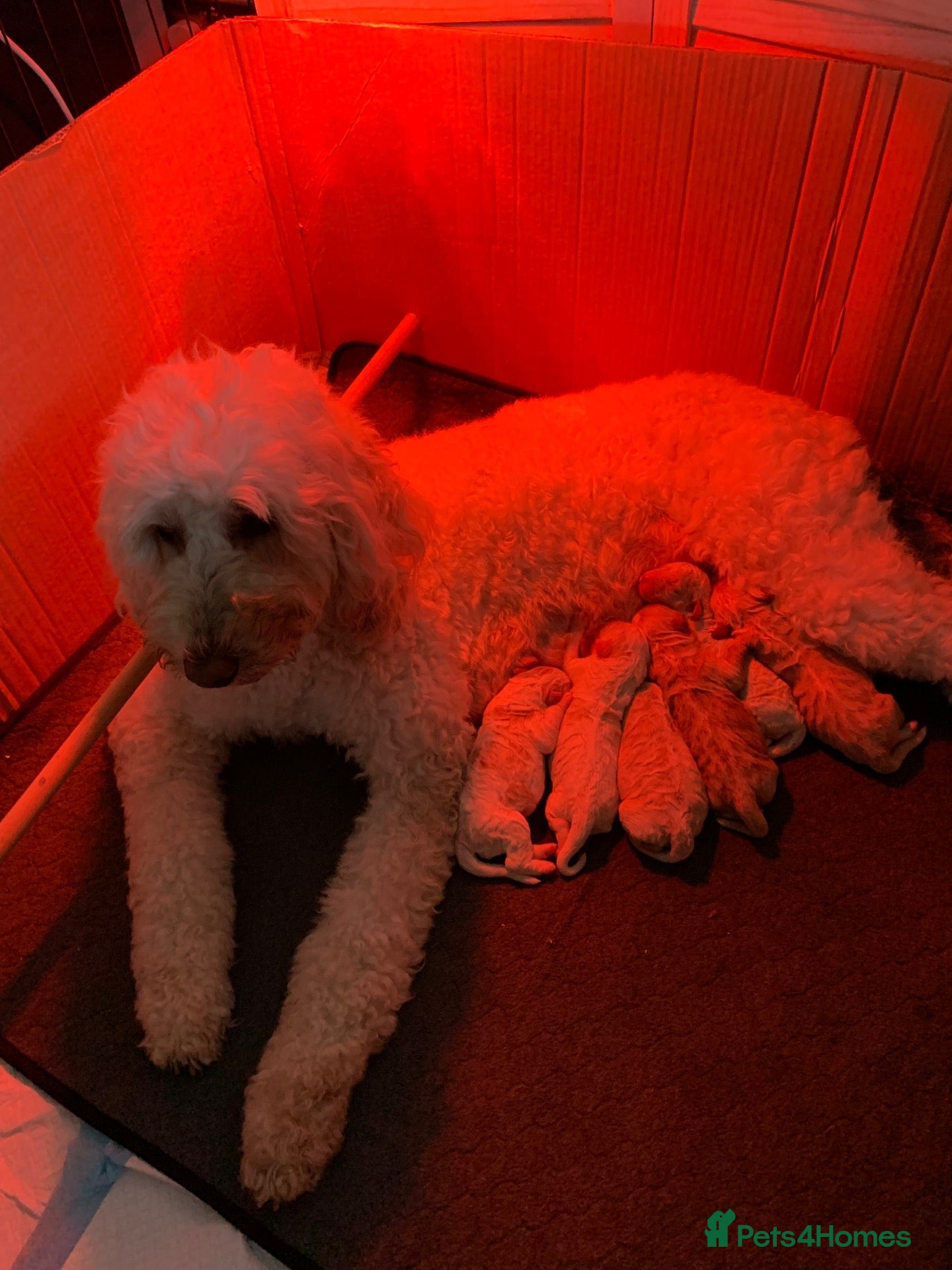 Goldendoodle dogs Polar expecting her puppies end September - Advert 9