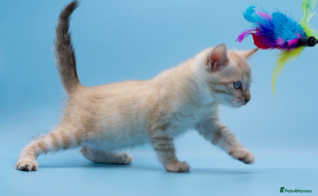 Bengal cats for sale: ✨Stunning Snow Lynx Bengal Boy – TICA Registered🐾 - Image 4