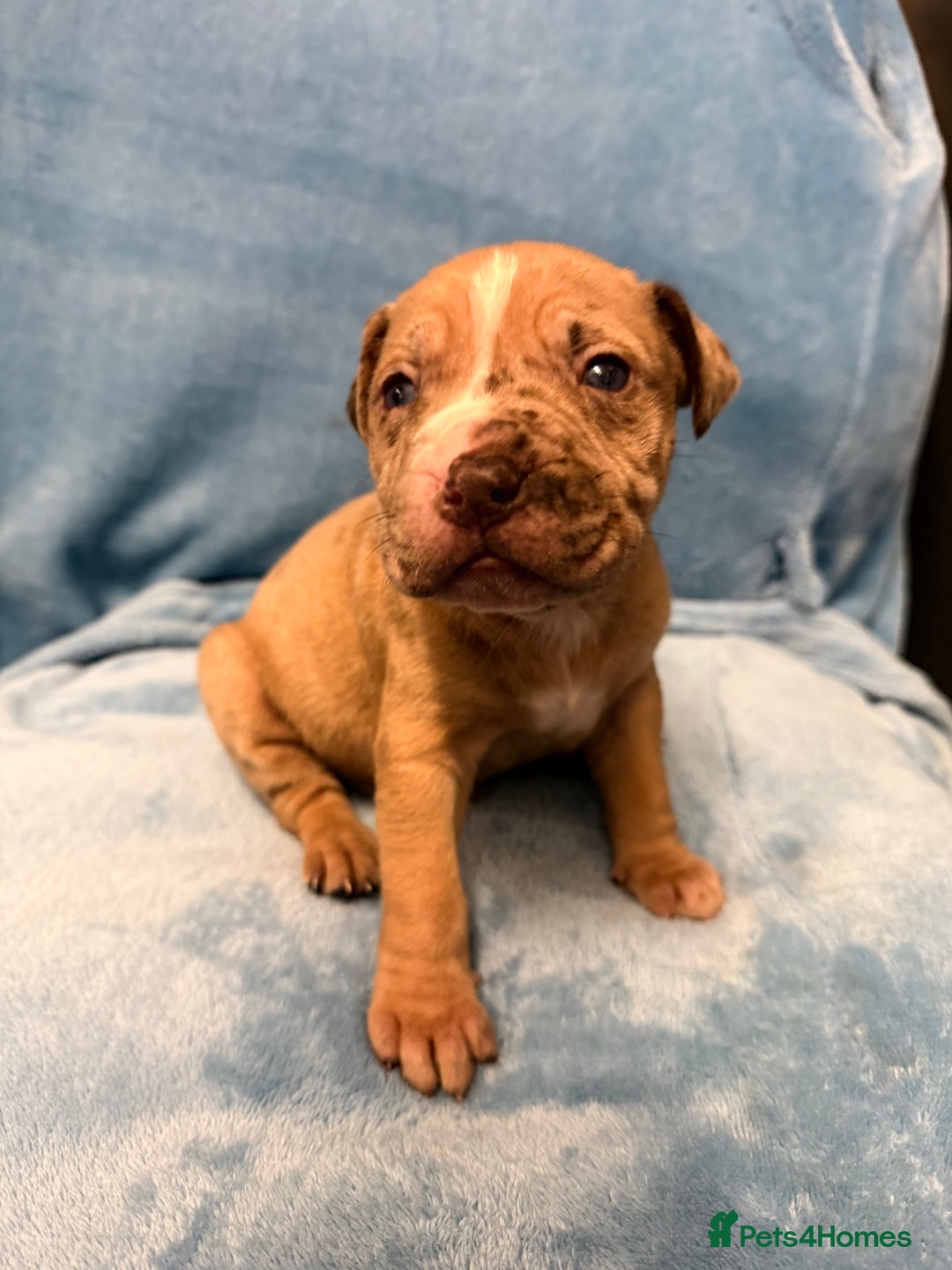 Mixed Breed dogs for sale: Cane Corso mixed  - Advert 17