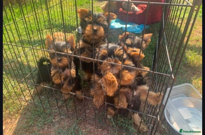 Yorkshire Terrier dogs Beautiful yorkshire terrier puppies - Advert 6