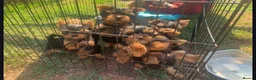 Yorkshire Terrier dogs for sale: Beautiful yorkshire terrier puppies - Advert 1