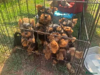Yorkshire Terrier dogs Beautiful yorkshire terrier puppies - Advert 6