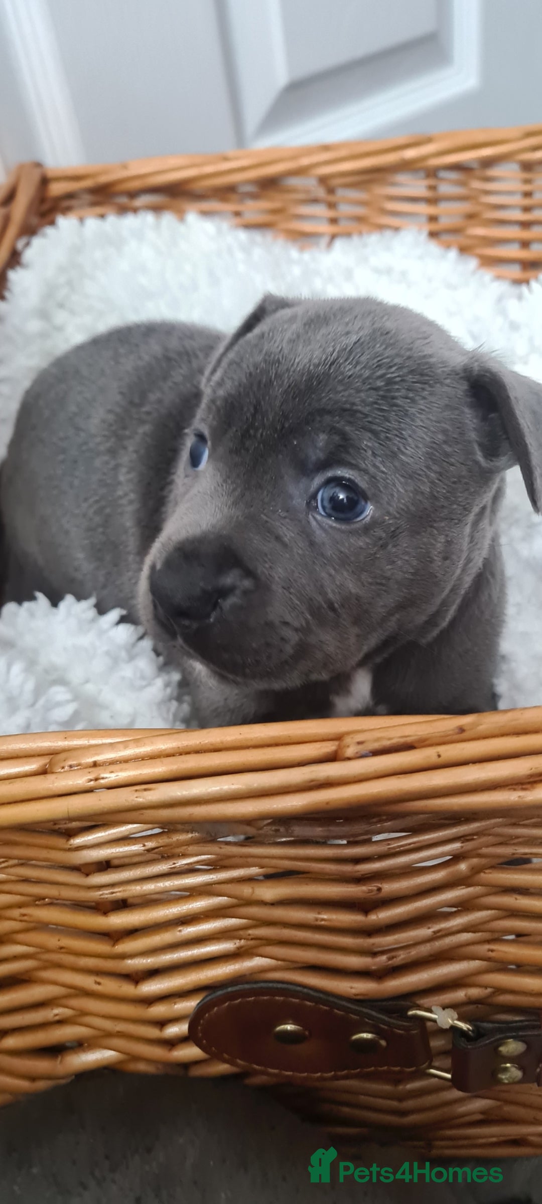 Staffordshire Bull Terrier dogs GIRLS ONLY Kc blue Staffordshire bull terrier - Advert 3