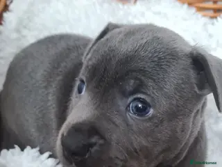 Staffordshire Bull Terrier dogs GIRLS ONLY Kc blue Staffordshire bull terrier - Advert 3