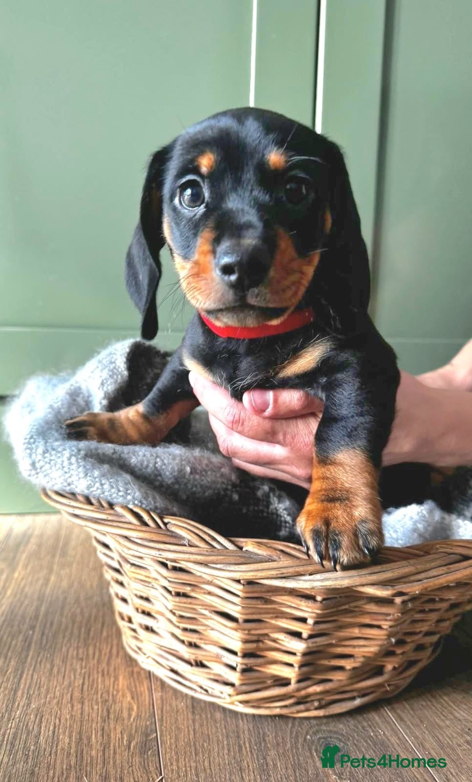 Dachshund dogs Stunning Standard Datchhound puppies    - Advert 3