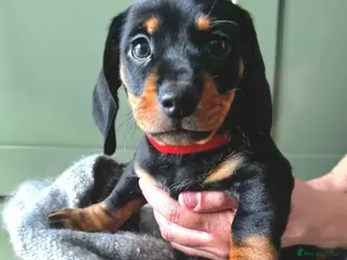 Dachshund dogs Stunning Standard Datchhound puppies - Advert 3