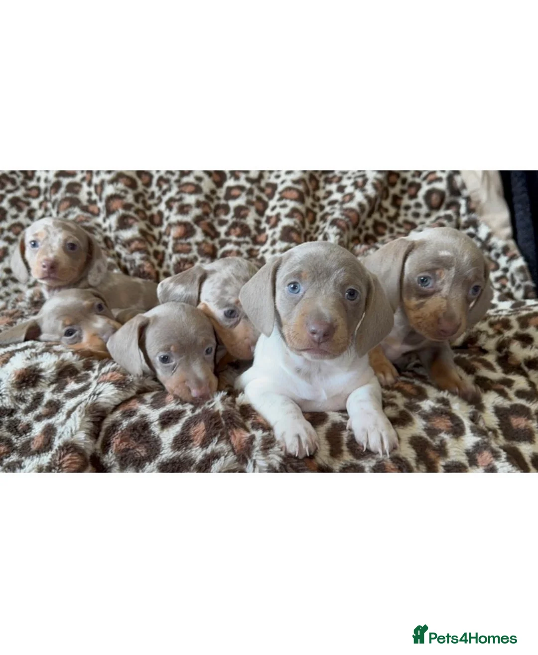 Miniature Dachshund dogs for sale: Miniature dachshund puppies  - Advert 1
