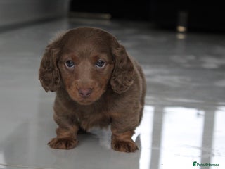 Miniature Dachshund dogs - Advert 7