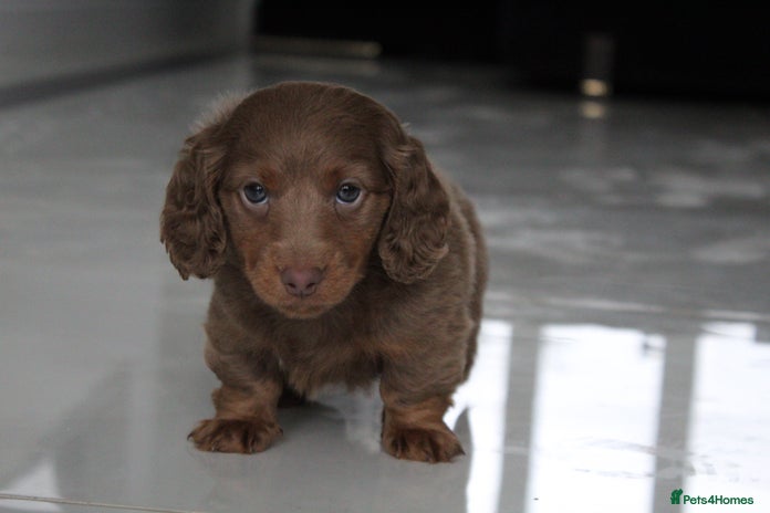 Miniature Dachshund dogs - Advert 10