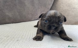 French Bulldog dogs for sale: French bulldogs puppy’s for sale - Advert 9