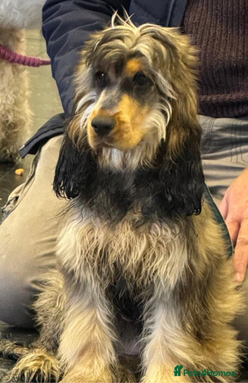 Cockapoo dogs Show cockerpoo  - Advert 4