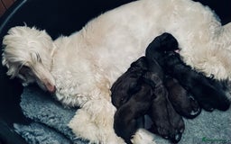 Afghan Hound dogs for sale: Afghan Hound Litter  - Image 1