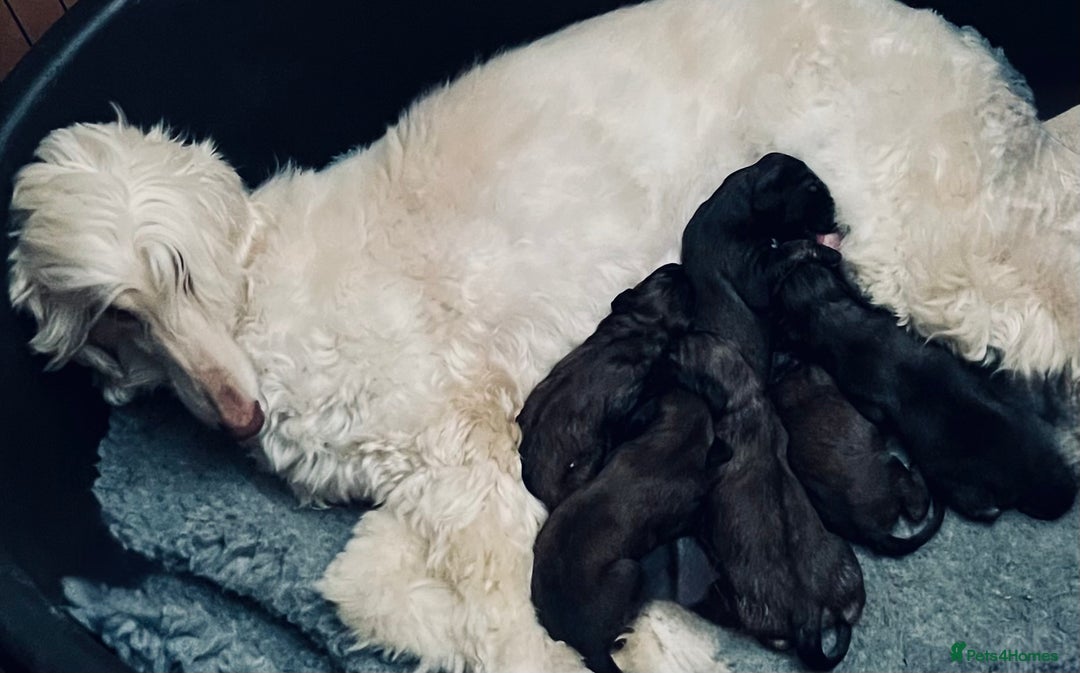 Afghan Hound dogs for sale: Afghan Hound Litter  - Image 1