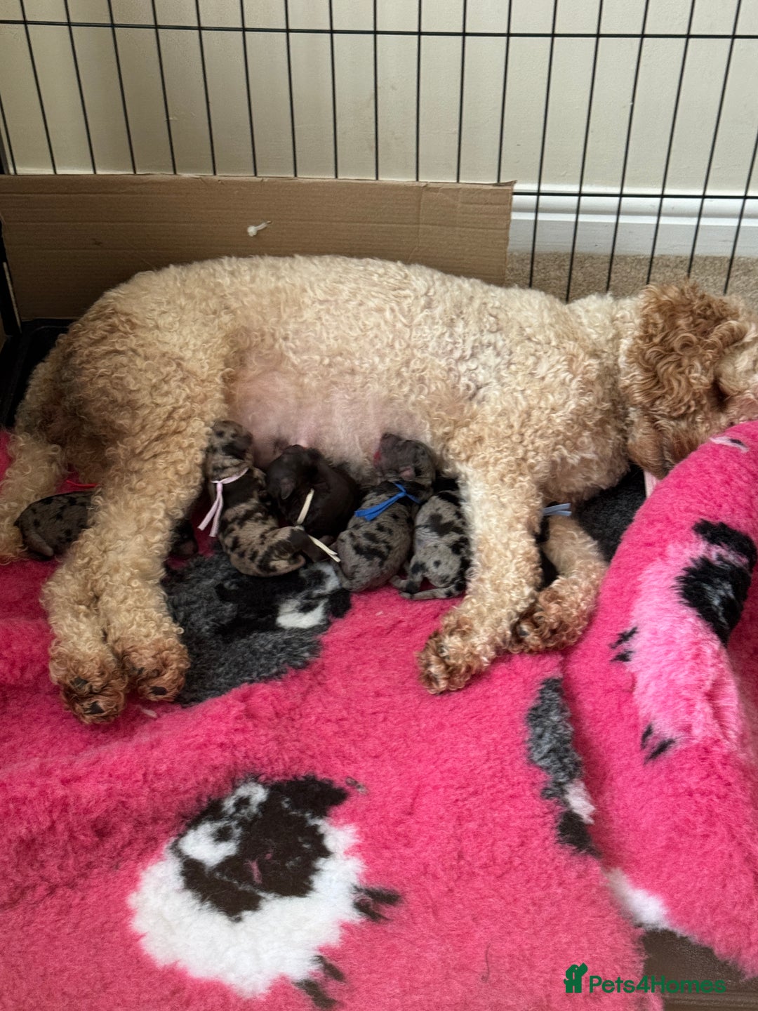 Labradoodle dogs for sale: Labradoodle x toy poodle - Merle  - Image 1