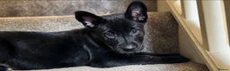 Belgian Shepherd Dog dogs for sale: Stunning Belgian Malinois Puppies  - Advert 4