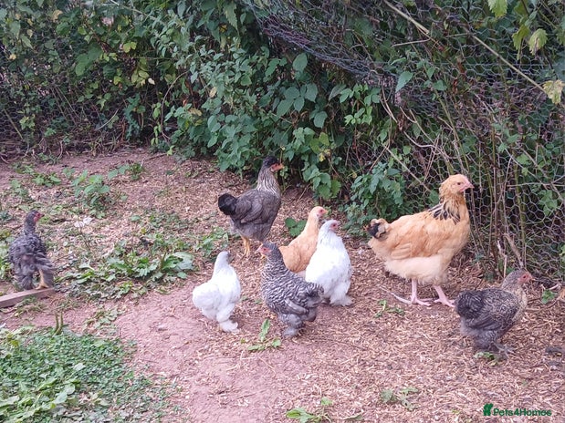 Hens poultry - Advert 15