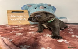 Cane Corso dogs for sale: Cane corso puppies for sale  - Image 27