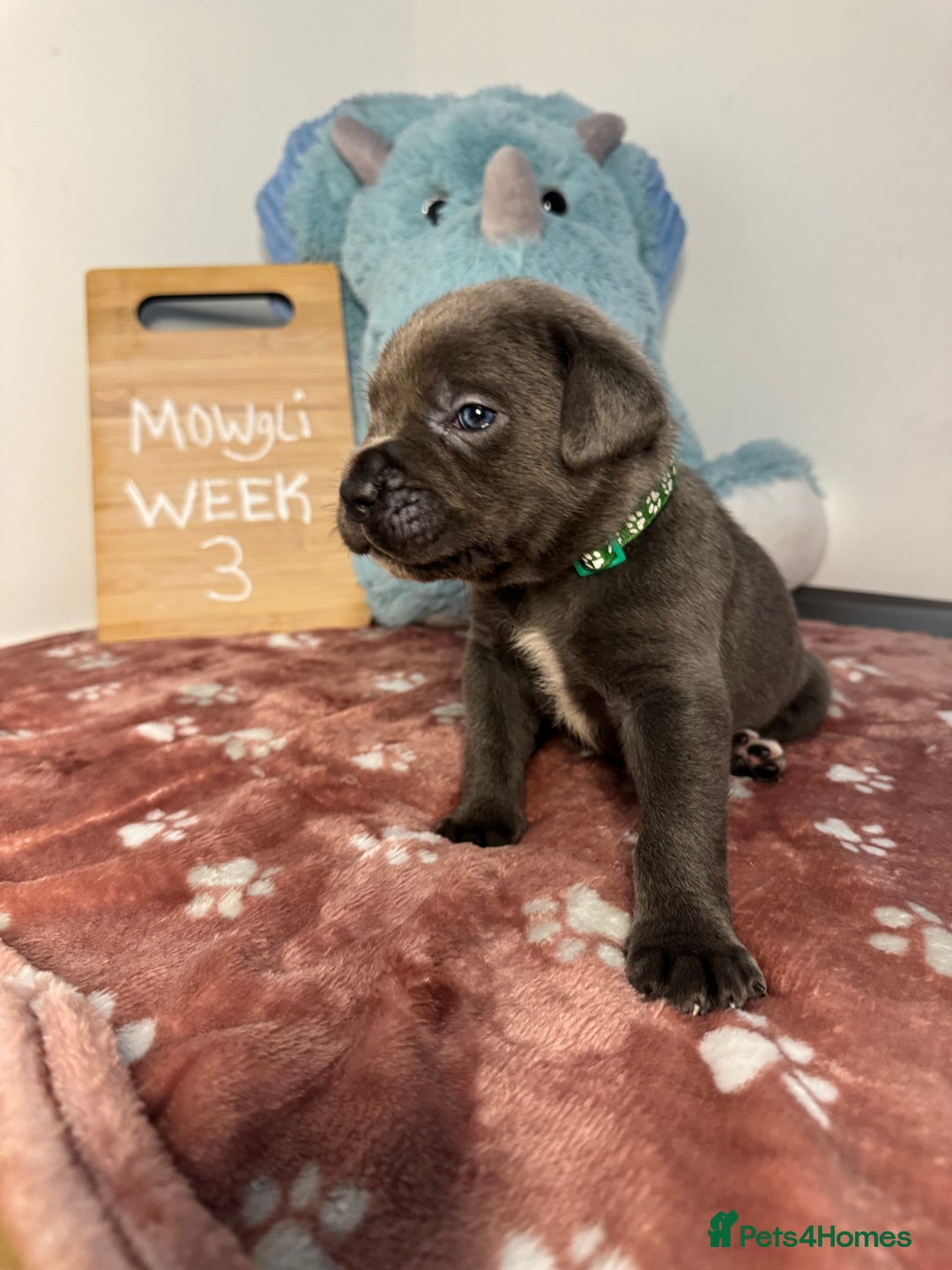 Cane Corso dogs for sale: Cane corso puppies for sale  - Image 27