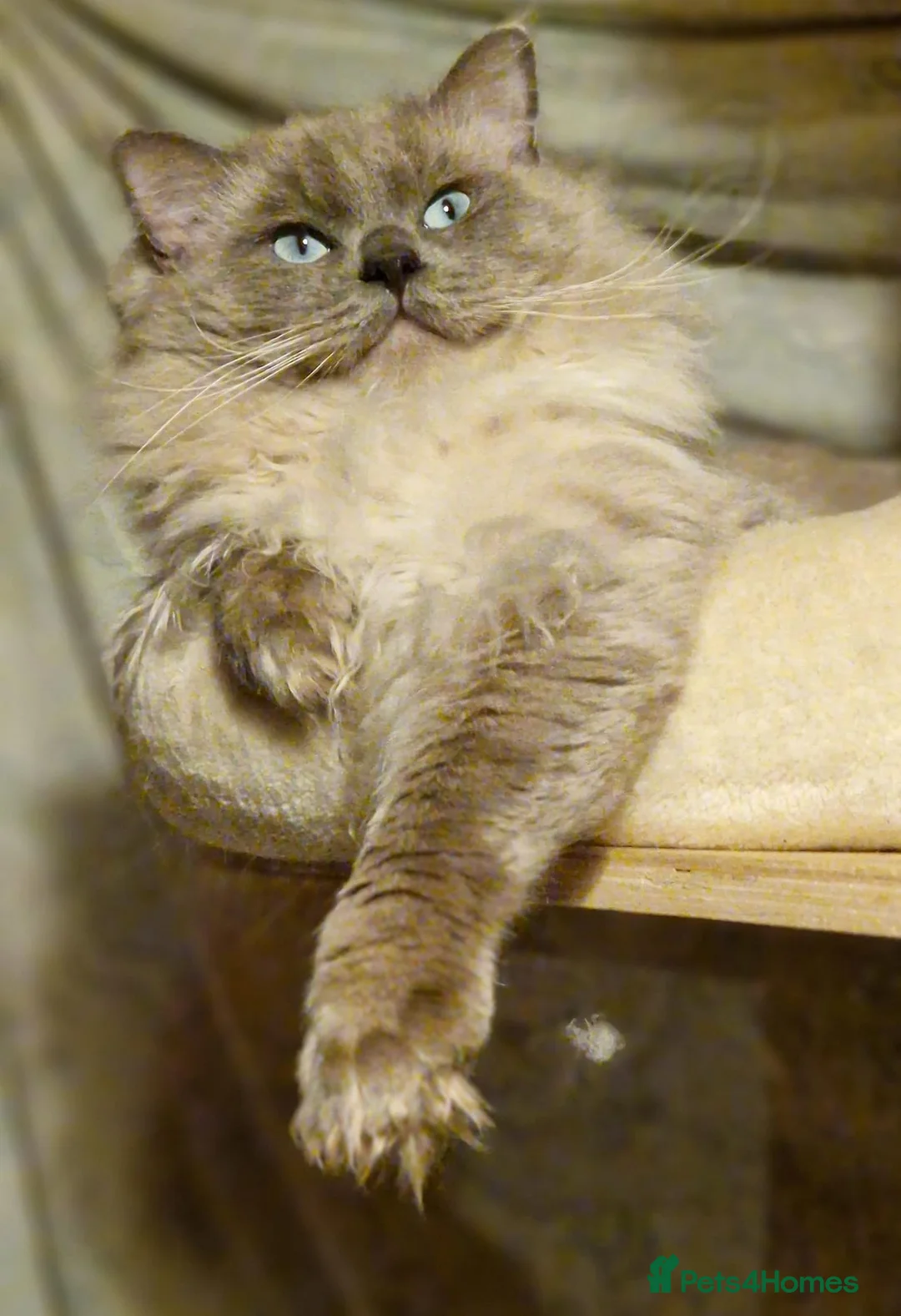 Ragdoll cats for sale: Amazingly Forward Chunky Confident Ragdoll Babies  in Bexhill-on-Sea - Advert 16