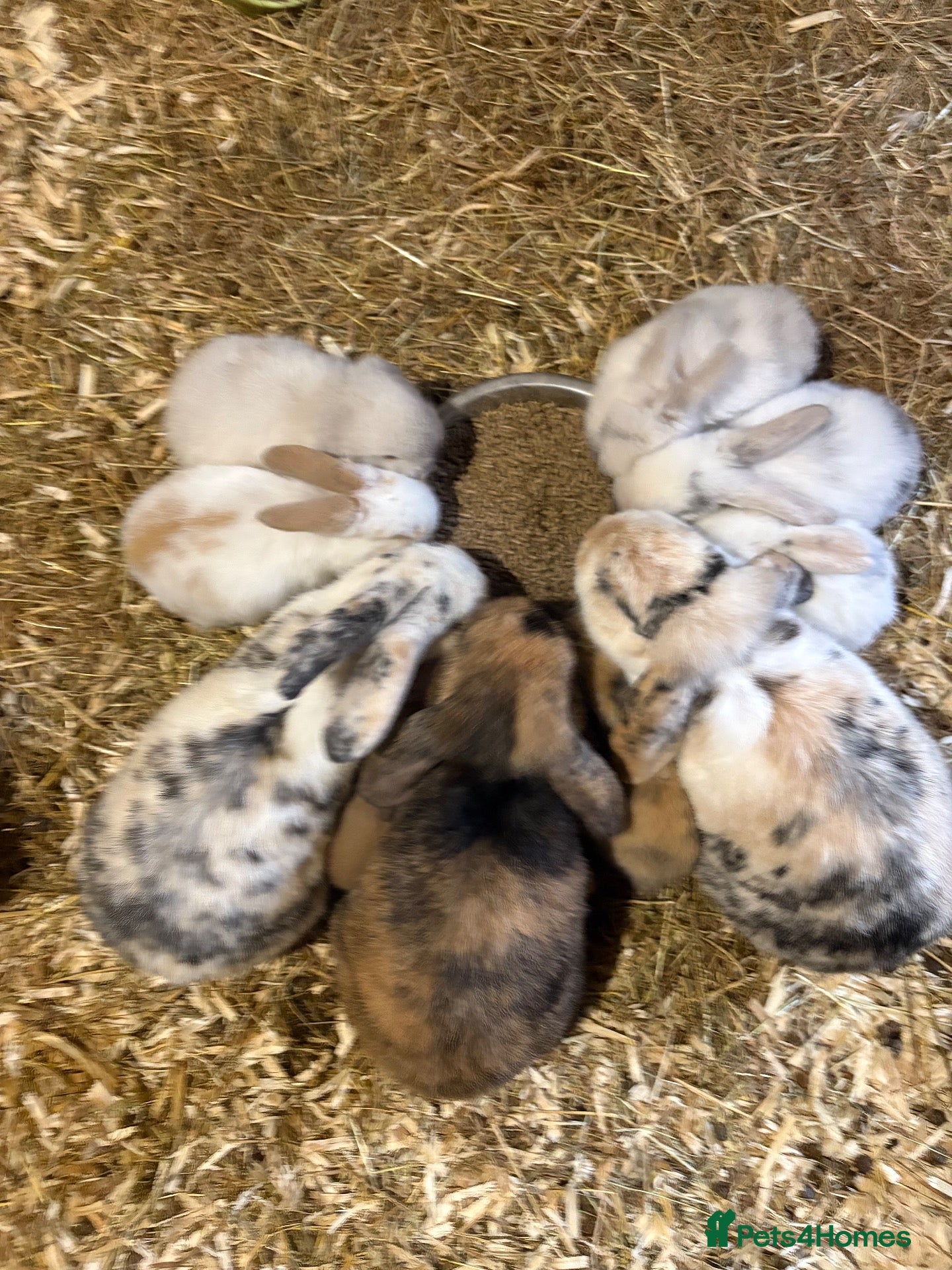 Mini Lop rabbits for sale: Gorgeous mini lop babies  - Advert 1
